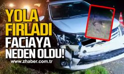Bartın yolunda şok kaza: Yabani hayvan telef oldu!