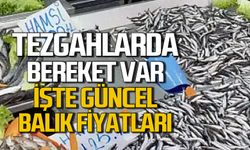 Tezgahlarda bereket var. Zonguldak güncel balık fiyatları