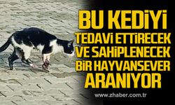 Zonguldak’ta bu kediyi tedavi ettirecek ve sahiplenecek bir hayvansever aranıyor.