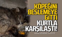 Alaplı'da aç kalan kurt, köpek barınağına sığındı
