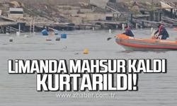 Alaplı limanında mahsur kalan yunus kurtarıldı