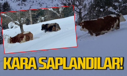 Büyükbaş hayvanların karla imtihanı dronla görüntülendi