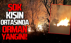 Filyos’ta kışın ortasında orman yangını!