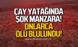 Alaplı'da çay yatağında onlarca tavuk ölüsü bulundu