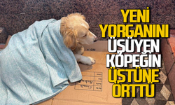 Üşüyen köpeğe yeni aldığı yorganı örten esnaf yürekleri ısıttı
