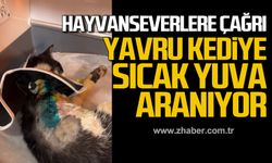 Zonguldak'ta hayvanseverlere çağrı. Yavru kediye sıcak yuva aranıyor.