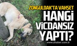 Zonguldak’ta vahşet. Hangi vicdansız yaptı?