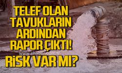 Alaplı'da telef olan tavukların ardından beklenen rapor açıklandı