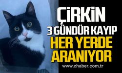 Zonguldak'ta Çirkin isimli kedi her yerde aranıyor.