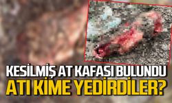 Kesilmiş ve derisi yüzülmüş at kafası bulundu: Atı kim kimlere yedirdi?