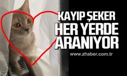 Zonguldak’ta Şeker isimli kedi her yerde aranıyor