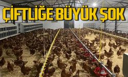 Zonguldak'ta tavuk çiftliğine büyük şok!