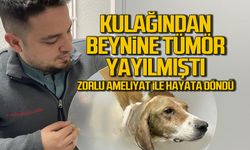 Beynine kadar tümör ilerledi. Sokak köpeğini hayata döndürdüler