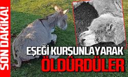 Eşeği kurşunlayarak öldürdüler! Bu nasıl bir vahşet!