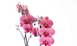 Ankara Çiçek Siparişi Rehberi