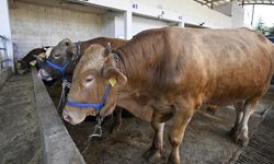 Kurban Bağışı Yaparken İnsanlar Nelere Dikkat Ediyor?