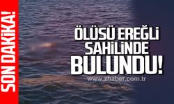 Karadeniz Ereğli'de sahilde ölü yunus bulundu