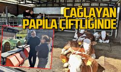 Mustafa Çağlayan Ayşegül Papila’nın çiftliğini gezdi, emeğe hayran kaldı