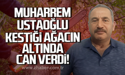Karabük'te devrilen ağacın altında kalan işçi hayatını kaybetti