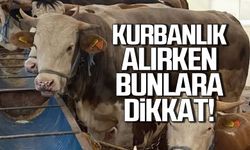 Kurbanlık alırken nelere dikkat edilmeli? Uzmanı uyardı