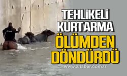 Yükselen suda mahsur kalan mandaları atıyla kurtardı