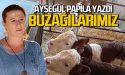 Buzağılarımız
