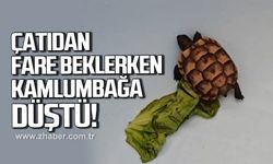 Bartın'da asma tavandan gelen ses korkusu sürpriz sonla bitti