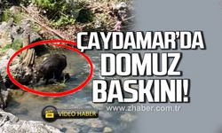 Çaydamar mahallesi’nde domuz alarmı
