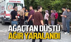 Ağaçtan düşen vatandaş ağır yaralandı