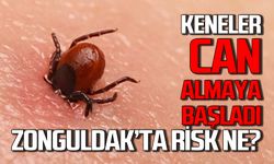 Keneler can almaya başladı: Zonguldak risk ne durumda?