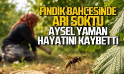 Fındık bahçesinde arı soktu, Aysel Yaman hayatını kaybetti