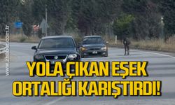 Karabük'te kara yoluna çıkan eşek trafiği tehlikeye düşürdü