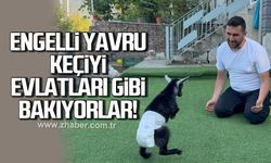 Doğuştan engelli yavru keçiyi sahiplenip evlatları gibi büyütüyorlar