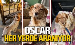 Oscar kayıp: Her yerde aranıyor