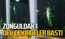 Zonguldak’ı dev çekirgeler bastı