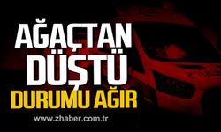 Alaplı'da incir ağacından düştü. Ağır yaralı.