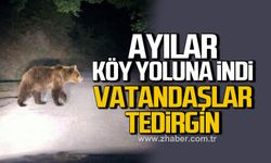 Kozlu Ense köyü Ereğli yolunda ayı görüldü