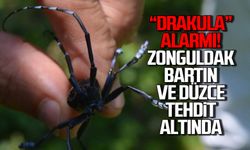 “Drakula” alarmı! Zonguldak, Bartın ve Düzce tehdit altında