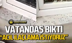 Kozlu'da vatandaşlar bıktı. "Acil ilaçlama istiyoruz"