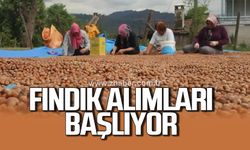 Alaplı'da fındık alımları başlıyor