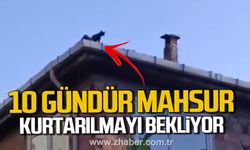 Zonguldak'ta 10 gündür çatıda mahsur kalan kedi kurtarılmayı bekliyor.