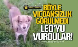 Böyle vicdansızlık görülmedi. Leo'yu vurdular