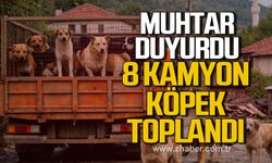 Muhtar duyurdu. 8 Kamyon köpek toplandı