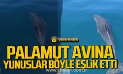 Zonguldak'ta palamut avına yunuslar eşlik etti. İşte o anlar.