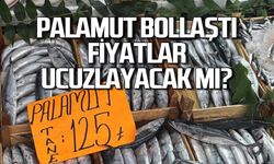 Tezgahlarda palamut bolluğu... Fiyatlar ucuzlayacak mı?