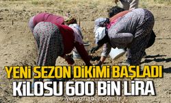 Karabük'te safranın yeni sezon dikimi başladı. Kilosu 600 bin lira.