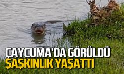 Çaycuma ırmağında görüldü: Görenler şaşkınlık yaşadı