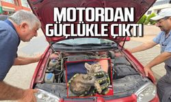 Otomobilin motoruna yavru kedi girdi, telefondan açılan anne kedi sesiyle kurtarıldı