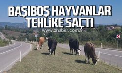 Kara yoluna çıkan başıboş hayvanlar tehlike saçıyor