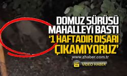 Kdz. Ereğli'de domuz sürüsü mahalleyi bastı 'Bir haftadır dışarı çıkamıyoruz'